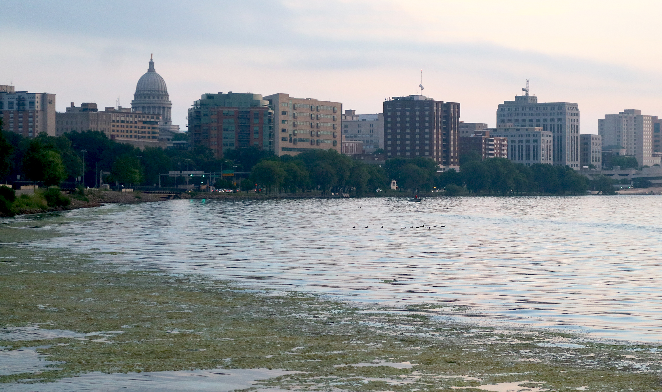 Algae covers Lake Monona in Madison, WI. Studies show algae blooms are caused by excessive phosphorus levels tied to runoff from farms.