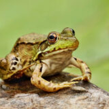 Northern Leopard Frog