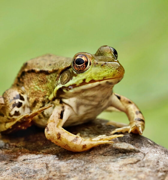 Northern Leopard Frog