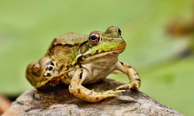 Northern Leopard Frog