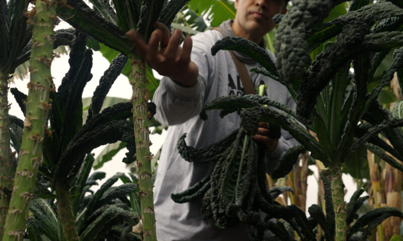 The L.A. Nonprofit Where the Formerly Incarcerated Grow Organic Produce
